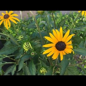 Meet your Posher, Milo